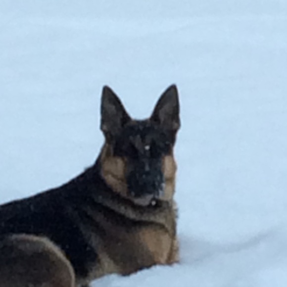 Meet your Posher, Kahlan - Picture 1 of 1